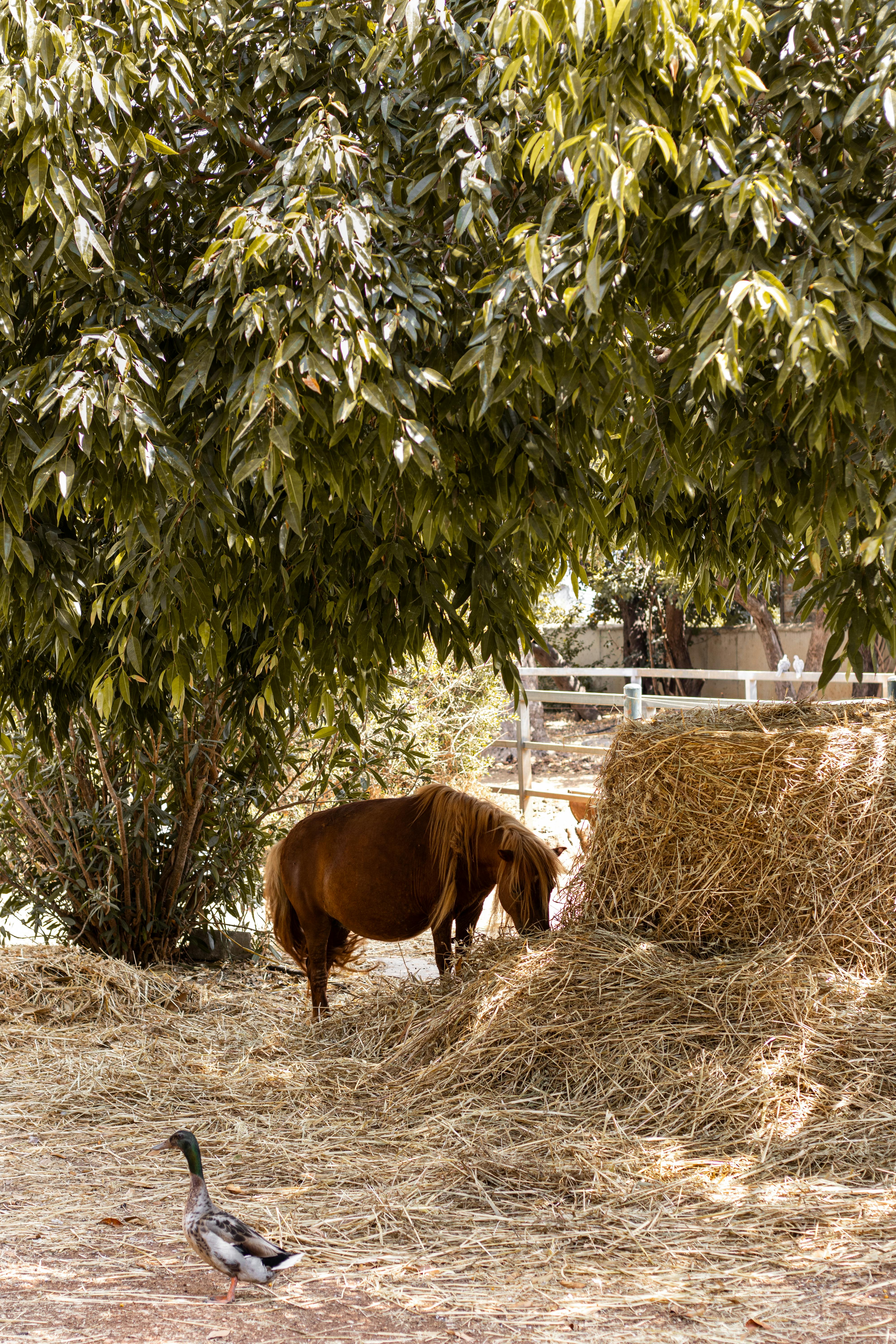 Kinder und Ponys auf dem Ponyhof Möllmann